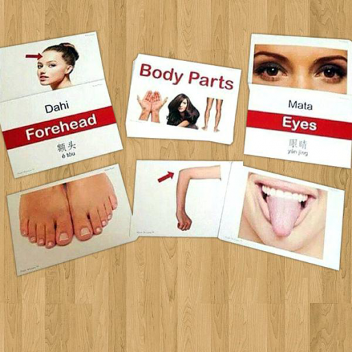 Flashcards Body Parts